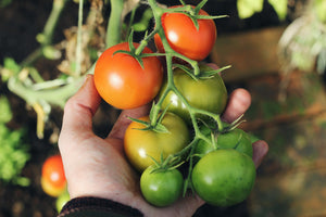 Praktische Tipps zur Pflege von Himbeertomaten