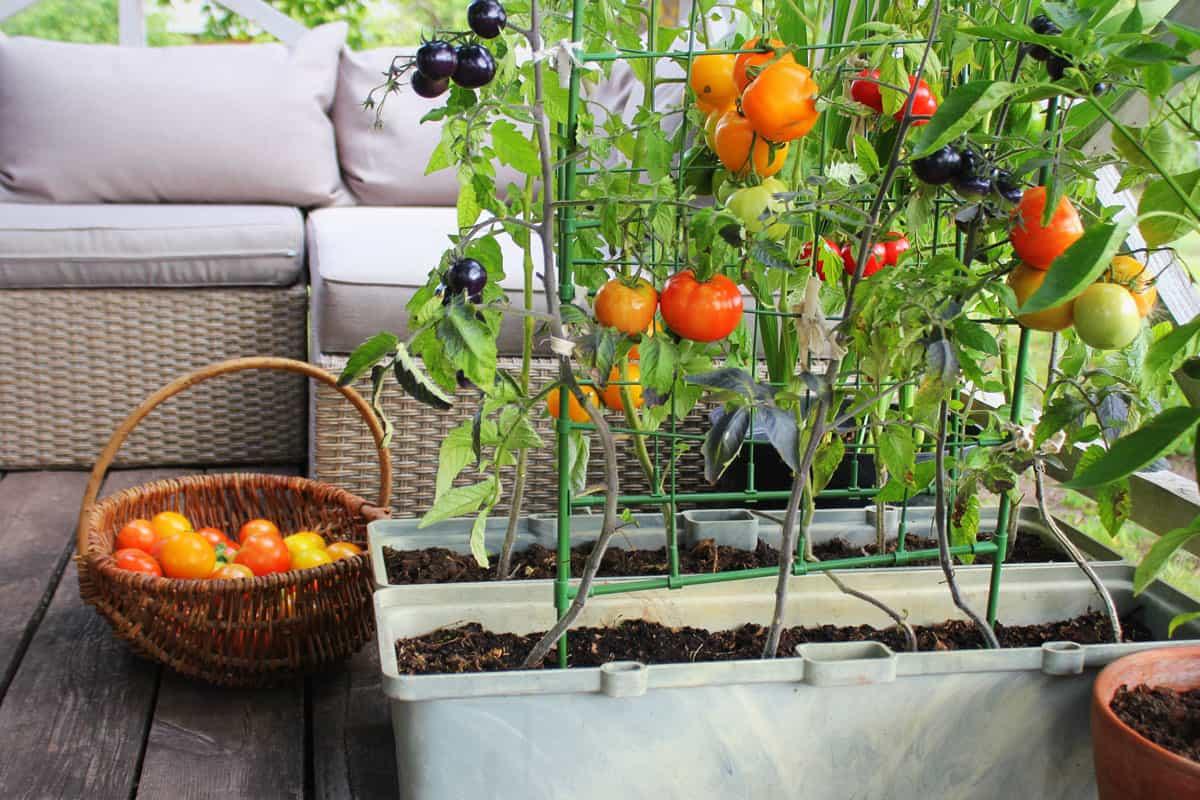 Wie man Tomatenpflanzen auf dem Balkon anbaut  SetzlingeOnline
