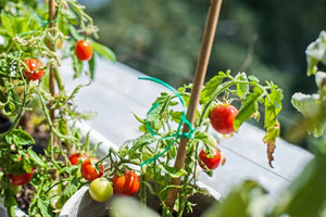 Erstellung eines Gemüsegartens auf kleinem Raum: Ihr Gemüsegarten auf dem Balkon und der Terrasse - SetzlingeOnline