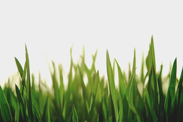 Grassamen: Wie dngt und pflegt man einen neu eingesten Rasen?   SetzlingeOnline