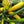 Laden Sie das Bild in den Galerie-Viewer, Zucchinipflanze - Gelbe Zucchini 'Goldena'