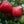Laden Sie das Bild in den Galerie-Viewer, Tomatenpflanzen - Himbeertomate - Pink King F1 VP1