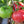 Laden Sie das Bild in den Galerie-Viewer, Tomatenpflanzen - Fleischtomate - Maliniak