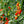 Laden Sie das Bild in den Galerie-Viewer, Tomatenpflanzen - Rote Tomaten - Kmicic