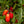 Laden Sie das Bild in den Galerie-Viewer, Tomatenpflanzen - Rote Tomaten - San Marzano