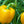 Laden Sie das Bild in den Galerie-Viewer, Gelbe Paprika "Kasia" Setzling - SetzlingeOnline