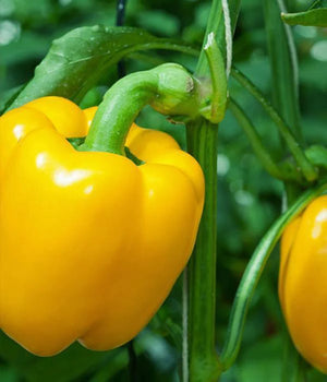 Gelbe Paprika "Kasia" Setzling - SetzlingeOnline