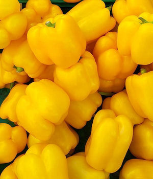 Gelbe Paprika "Kasia" Setzling - SetzlingeOnline