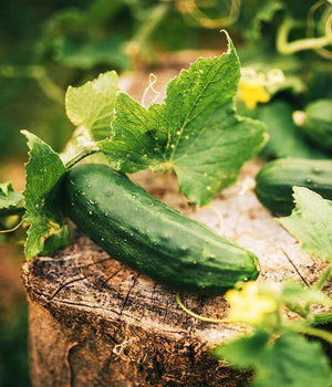 Gurken - "Octopus" - Setzling - SetzlingeOnline