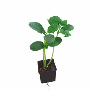 Gurken - "Octopus" - Setzling - SetzlingeOnline