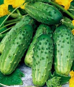 Gurken "Sremski" - Setzling - SetzlingeOnline