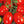 Laden Sie das Bild in den Galerie-Viewer, Lima Tomate - Setzling - SetzlingeOnline