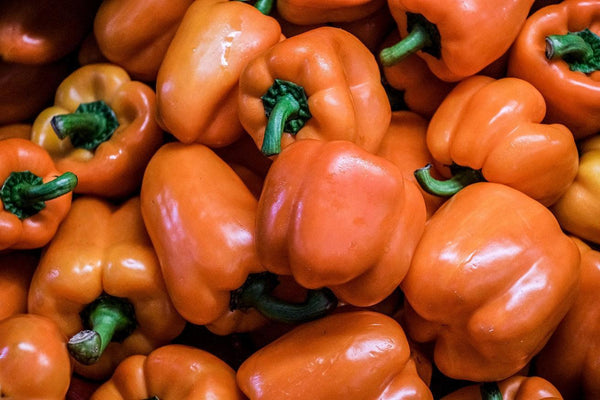 Paprika-Setzling - Oranger Paprika Cubista - SetzlingeOnline