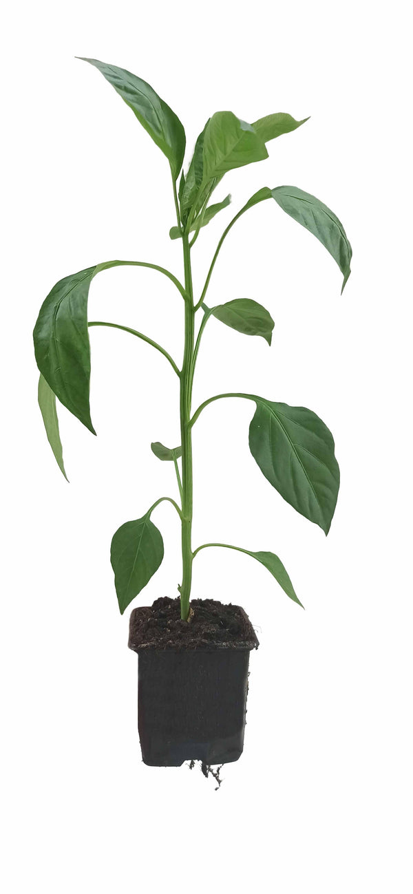 Paprika-Setzling - Oranger Paprika Cubista - SetzlingeOnline