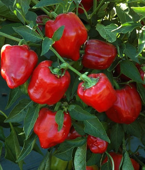 Rote Paprika "Robert" - Setzling - SetzlingeOnline