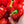 Laden Sie das Bild in den Galerie-Viewer, Rote Paprika "Robert" - Setzling - SetzlingeOnline