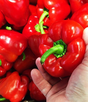 Rote Paprika "Robert" - Setzling - SetzlingeOnline