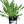 Laden Sie das Bild in den Galerie-Viewer, Rucola - Setzling - SetzlingeOnline
