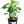 Laden Sie das Bild in den Galerie-Viewer, Stevia - Setzlinge - SetzlingeOnline