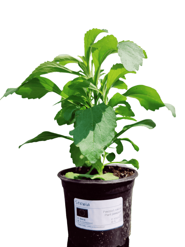 Stevia - Setzlinge - SetzlingeOnline
