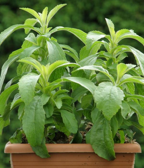 Stevia - Setzlinge - SetzlingeOnline
