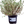 Laden Sie das Bild in den Galerie-Viewer, Thymian - Setzling - SetzlingeOnline