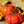 Laden Sie das Bild in den Galerie-Viewer, Tomatenpflanze - Fleischtomaten - Marmande - SetzlingeOnline