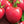 Laden Sie das Bild in den Galerie-Viewer, Tomatenpflanzen - Fleischtomate - Rodeo Raspberry - SetzlingeOnline