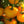 Laden Sie das Bild in den Galerie-Viewer, Tomatenpflanzen - Gelbe Tomaten - Golden Ozarowski - SetzlingeOnline