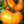 Laden Sie das Bild in den Galerie-Viewer, Tomatenpflanzen - Gelbe Tomaten - Golden Ozarowski - SetzlingeOnline