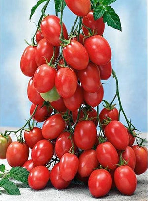 Tomatenpflanzen - Kirschtomate - Himbeergeschmack Sweet - SetzlingeOnline