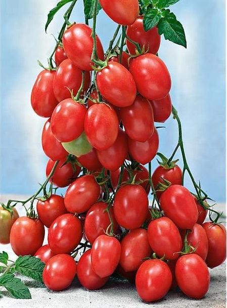 Tomatenpflanzen - Kirschtomate - Himbeergeschmack Sweet - SetzlingeOnline