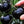 Laden Sie das Bild in den Galerie-Viewer, Tomatenpflanzen - Kirschtomaten - Black Cherry - SetzlingeOnline