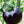 Laden Sie das Bild in den Galerie-Viewer, Tomatenpflanzen - Kirschtomaten - Black Cherry - SetzlingeOnline