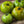 Laden Sie das Bild in den Galerie-Viewer, Tomatenpflanzen - Kirschtomaten - Grüne Zebra - SetzlingeOnline