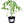 Laden Sie das Bild in den Galerie-Viewer, Tomatenpflanzen - Kirschtomaten - Grüne Zebra - SetzlingeOnline