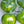Laden Sie das Bild in den Galerie-Viewer, Tomatenpflanzen - Kirschtomaten - Grüne Zebra - SetzlingeOnline