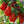 Laden Sie das Bild in den Galerie-Viewer, Tomatenpflanzen - Kirschtomaten - Rote Birne Cherrytomate - SetzlingeOnline