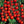 Laden Sie das Bild in den Galerie-Viewer, Tomatenpflanzen - Kirschtomaten - Rote Cocktail Tomate - SetzlingeOnline