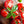 Laden Sie das Bild in den Galerie-Viewer, Tomatenpflanzen - Kirschtomaten - Rote Cocktail Tomate - SetzlingeOnline