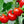 Laden Sie das Bild in den Galerie-Viewer, Tomatenpflanzen - Rote Tomate - Krakow - SetzlingeOnline