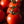 Laden Sie das Bild in den Galerie-Viewer, Tomatenpflanzen - Rote Tomaten - Krakus - SetzlingeOnline
