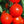 Laden Sie das Bild in den Galerie-Viewer, Tomatenpflanzen - Rote Tomaten - Krakus - SetzlingeOnline