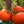 Laden Sie das Bild in den Galerie-Viewer, Tomatenpflanzen - Rote Tomaten - Tolek - SetzlingeOnline