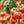 Laden Sie das Bild in den Galerie-Viewer, Tomatenpflanzen - Rote Tomaten - Tornado - SetzlingeOnline