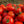 Laden Sie das Bild in den Galerie-Viewer, Tomatenpflanzen - Rote Tomaten - Tornado - SetzlingeOnline