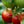 Laden Sie das Bild in den Galerie-Viewer, Tomatensetzling - Himbeertomate - Himbeere Ozarowski - SetzlingeOnline