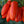 Laden Sie das Bild in den Galerie-Viewer, Tomatensetzlinge - Fleischtomate - San Marzano F1 - SetzlingeOnline