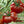 Laden Sie das Bild in den Galerie-Viewer, Tomatensetzlinge - Fleischtomaten - Marmande - SetzlingeOnline
