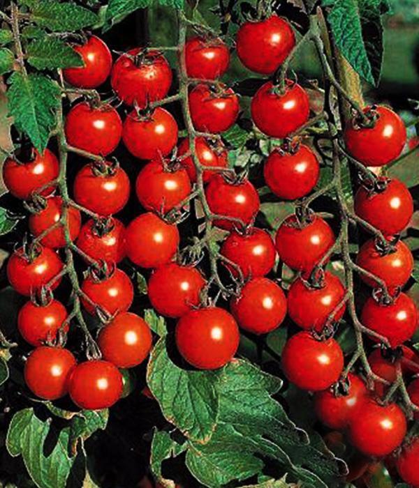Tomatensetzlinge - Kirschtomaten - Rote Cocktail Tomate - SetzlingeOnline